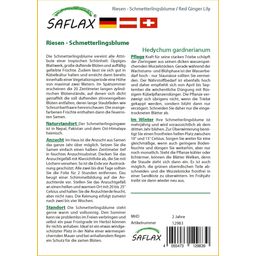 Saflax Reuze Vlinderbloem - 1 Verpakking