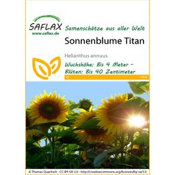 Saflax Sunflower Titan - 1 Pkg