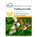 Saflax Topfbaumwolle - 1 Pkg