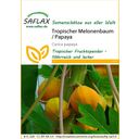 Saflax Trópusi dinnyefa / Papaya - 1 csomag