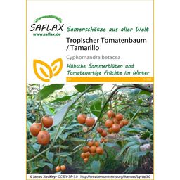 Saflax Tropischer Tomatenbaum / Tamarillo - 1 Pkg