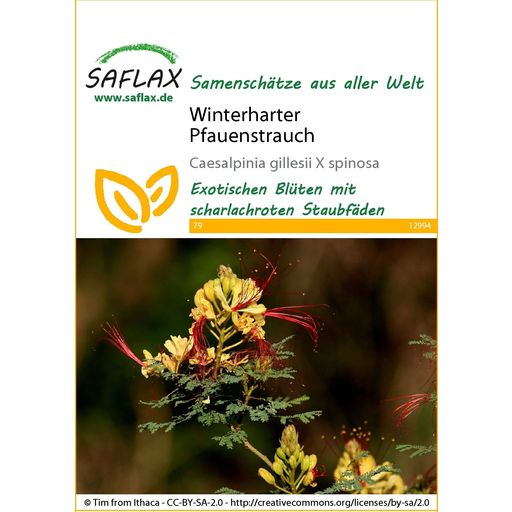 Saflax Winterharter Pfauenstrauch - 1 Pkg