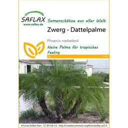 Saflax Dwerg - Dadelpalm - 1 Verpakking