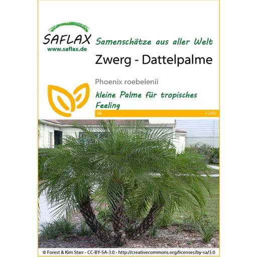 Saflax Zwerg - Dattelpalme - 1 Pkg