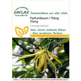 Saflax Parfumbaum / Ylang Ylang