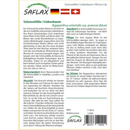 Saflax Schmucklilie / Liebesbaum - 1 Pkg