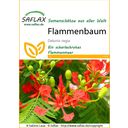 Saflax Flammenbaum - 1 Pkg