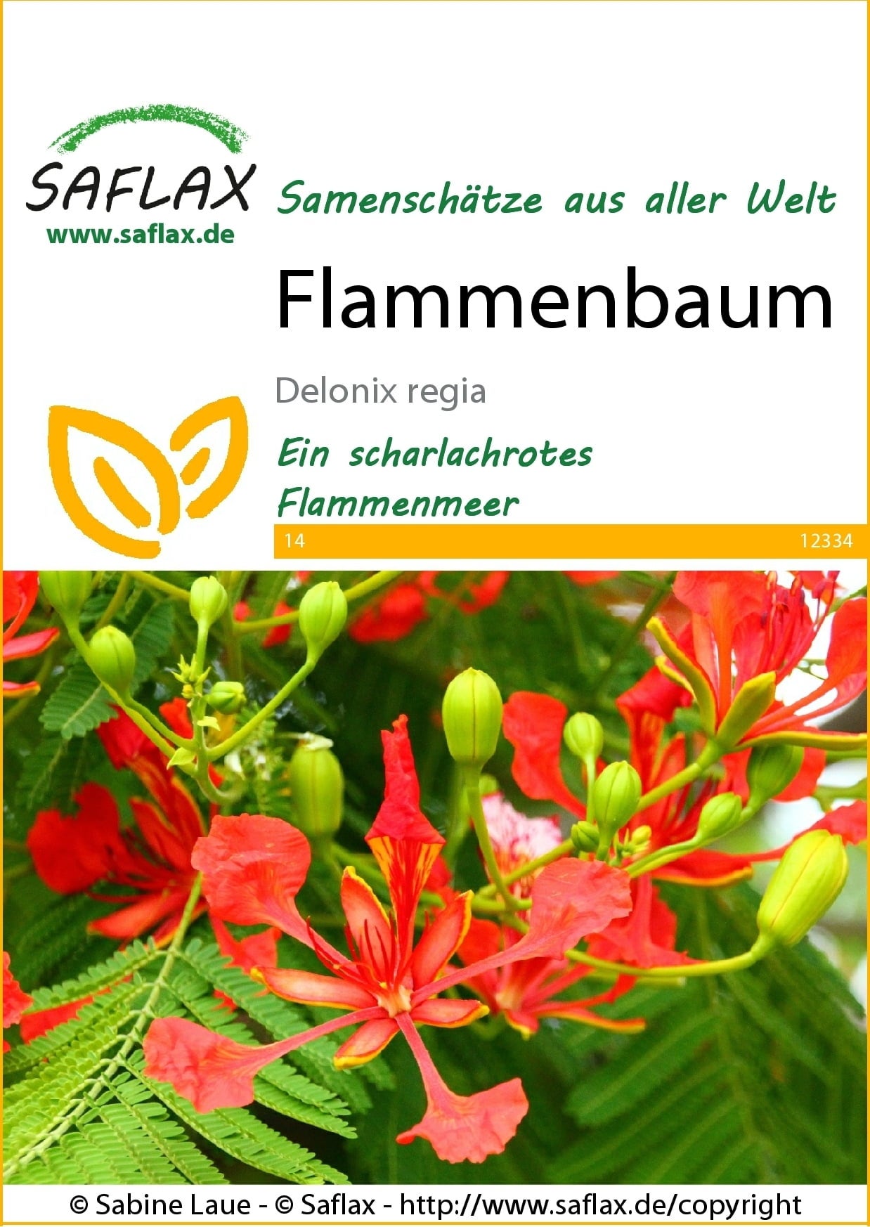 Saflax Flammenbaum - 1 Pkg