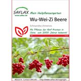 Saflax Schizandra čínska