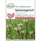 Saflax Ribwort Plantain
