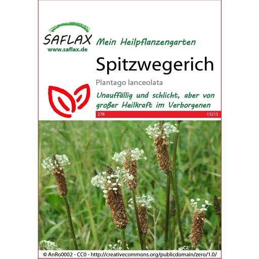 Saflax Ribwort Plantain - 1 Pkg