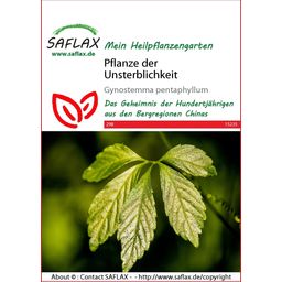Saflax Pflanze der Unsterblichkeit - 1 Pkg