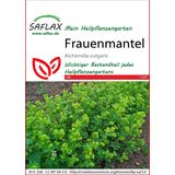 Saflax Lady's Mantle