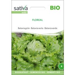 Sativa Batavia Verde Bio - Floreal