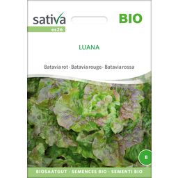 Sativa Laitue Batavia Rouge Bio 