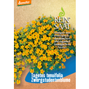 ReinSaat Zwergstudentenblume - 1 Pkg