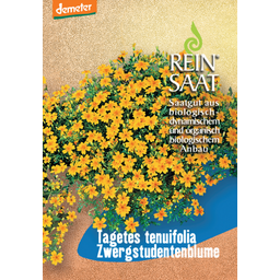 ReinSaat Apró bársonyvirág - 1 csomag