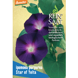 ReinSaat Wilec "Star of Yelta"