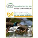 Saflax Witte Orchideeboom - 1 Verpakking