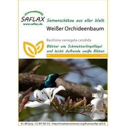 Saflax Fehér orchideafa - 1 csomag