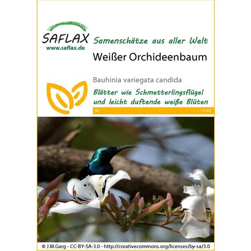Saflax Weißer Orchideenbaum - 1 Pkg
