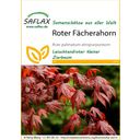 Saflax Roter Fächerahorn - 1 Pkg