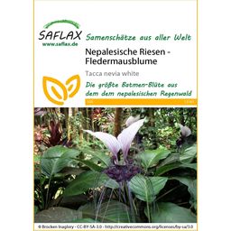 Saflax Nepalesische Riesen - Fledermausblume