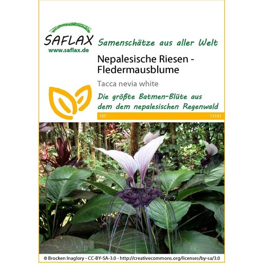 Saflax Nepalesische Riesen - Fledermausblume - 1 Pkg