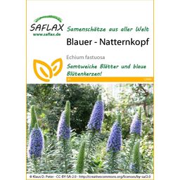 Saflax Blauer - Natternkopf