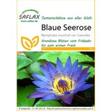 Saflax Blue Lotus