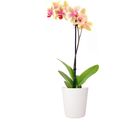 LENI Flori Orchid Pot 13