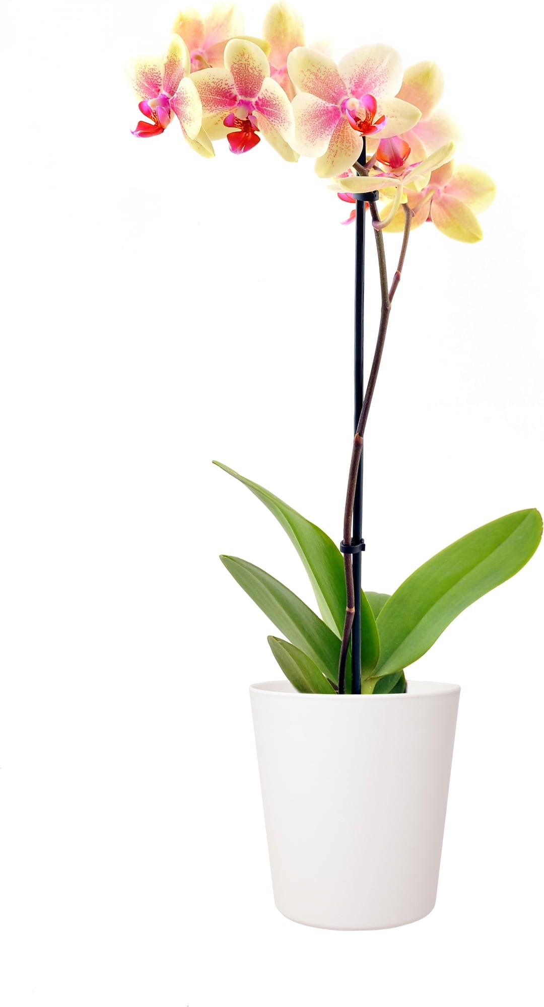LENI Cache-Pot pour Orchidées - Flori 13