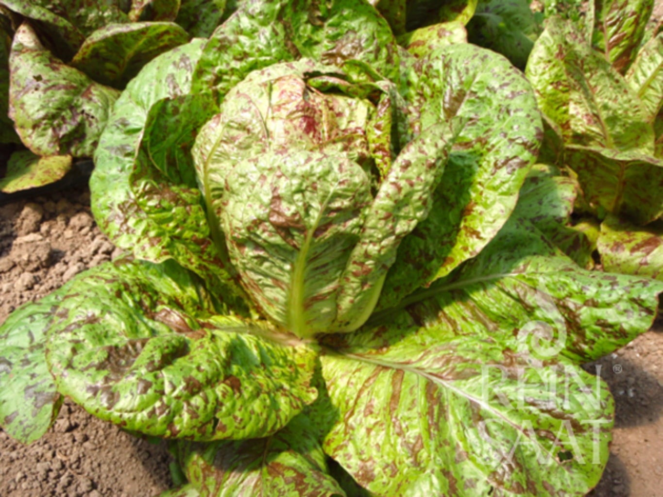 ReinSaat Romansalat 