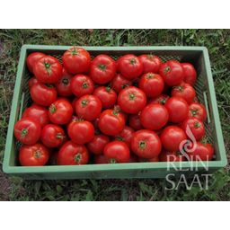 ReinSaat Tomate 