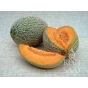 ReinSaat Melone - Best Jumbo - 1 conf.