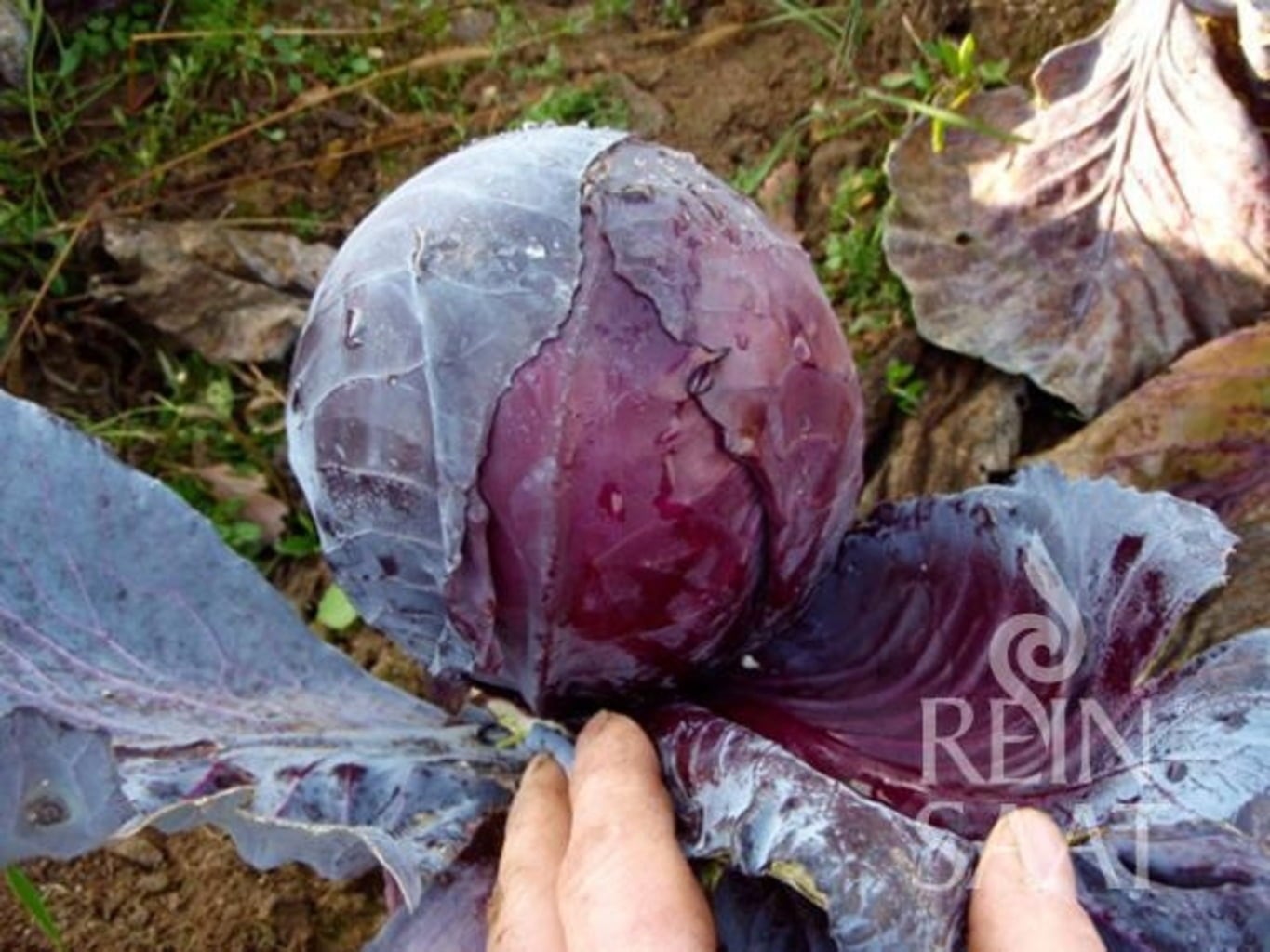 ReinSaat Rotkraut 