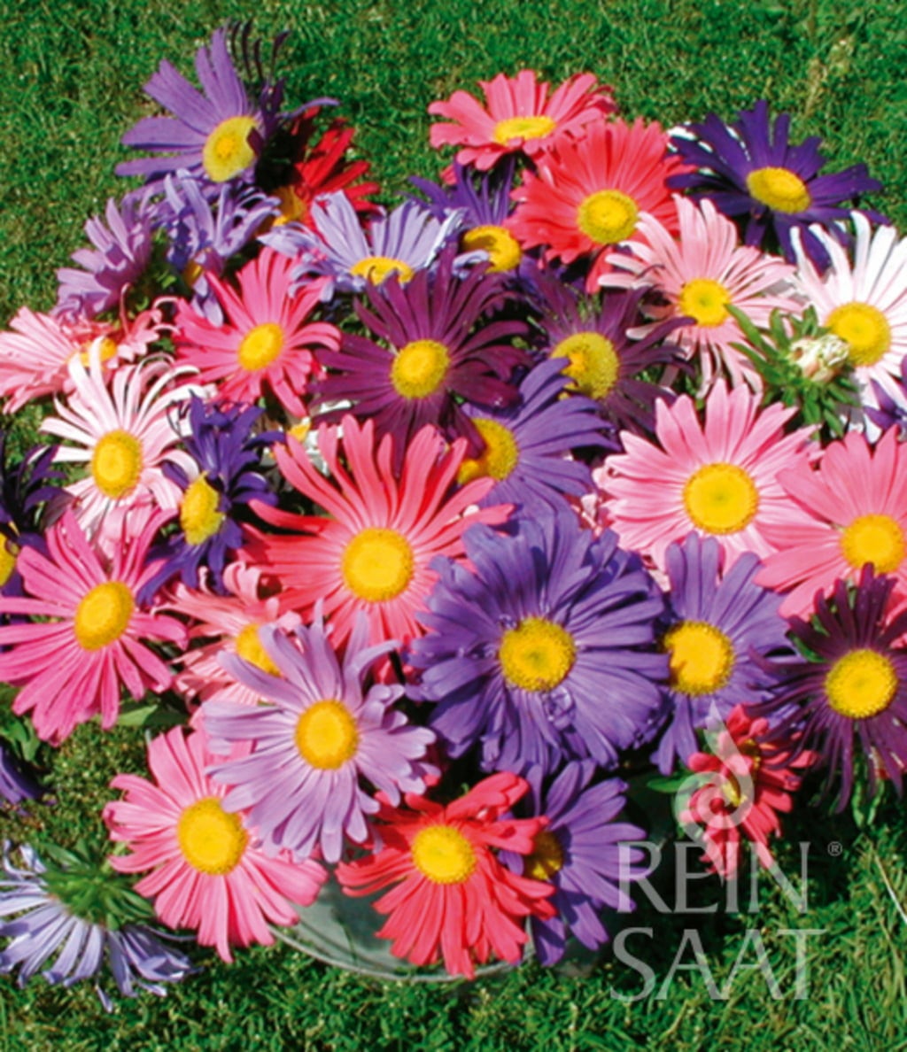 ReinSaat Sommeraster - 1 Pkg