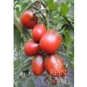 ReinSaat Tomate - Ciruela Negra - 1 paq.