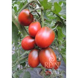 ReinSaat Tomate - Ciruela Negra - 1 paq.