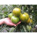 ReinSaat Tomate - Cebra Verde - 1 paq.