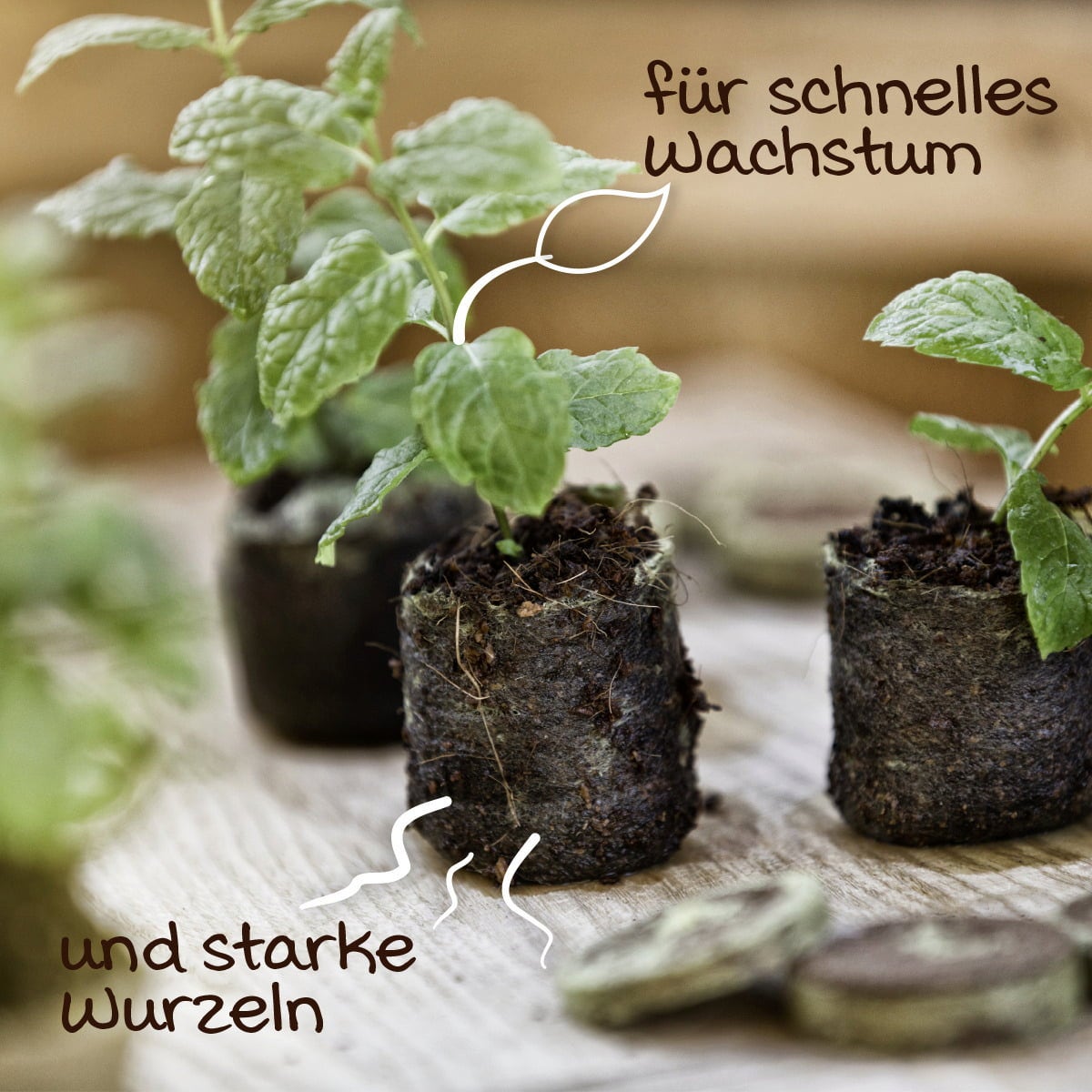 Windhager Anzucht-Quelltabs - 50 Stück