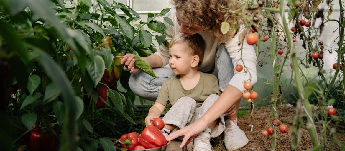 Why Now Is The Right Time To Prepare Your Tomato House