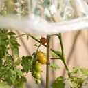 Windhager Ochranná fólia na paradajky - 1 ks