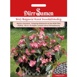 Dürr Samen GROTE Begonia Roze Donkere Bladeren - 1 Verpakking