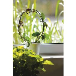 Nelson Garden Climbing Aid For Potted Plants - Circle - 1 item