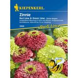 Kiepenkerl Zinnia's "Red Lime & Green Lime"