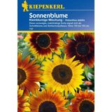 Kiepenkerl Sunflower "Small-flowered Yellows"