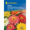 Kiepenkerl Youth-and-Age Zinnia  - 1 Pkg