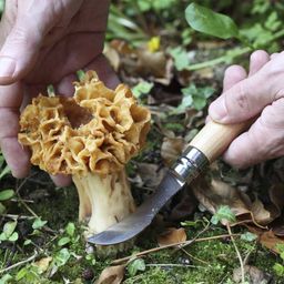 Składany nóż do zbierania grzybów z futerałem Plumier N°08 - 1 Zestaw