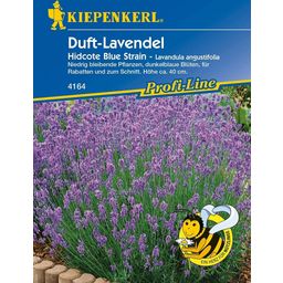 Kiepenkerl English Lavender "Hidcote Blue Strain"